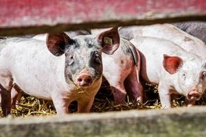 Бурятская свинина официально вышла на рынки Монголии