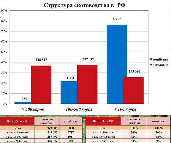 Национальный союз производителей говядины: мясное скотоводство России в цифрах