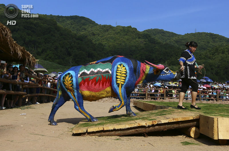 В Китае прошли соревнования по боди-арту на буйволах
