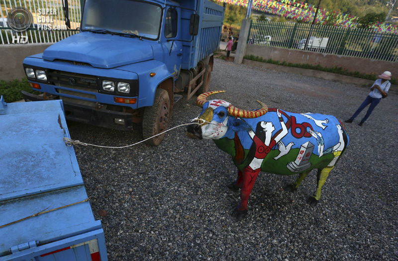 В Китае прошли соревнования по боди-арту на буйволах