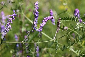 Анатолий Спиваков может построить в Воронежской области производство гранул люцерны