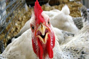 Птицеводство в Украине остается единственной отраслью животноводства, которая наращивает поголовье Птицеводство в Украине остается единственной отраслью животноводства, которая наращивает поголовье