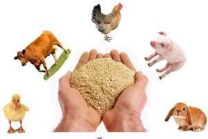 Эксперт: Россия может пострадать от профицита комбикормовых мощностей
