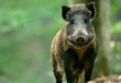 Дикий кабан играет главную роль в распространении АЧС в Европе - FAO