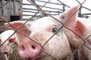 На Урале проводится проверка после вспышки африканской чумы На Урале проводится проверка после вспышки африканской чумы