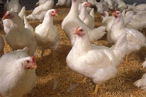 На птицефабрике «Калужская» введены в строй новые очистные сооружения