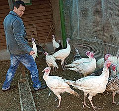 Побег в курятник. Сельское хозяйство становится настоящим спасением для измученных офисной жизнью горожан